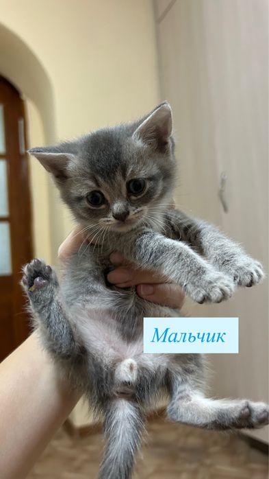 Котята британские