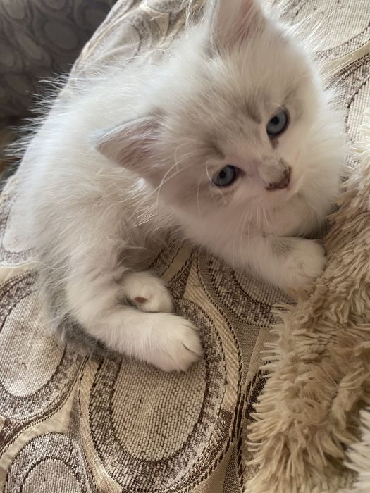 Motanel  ragdoll superb 2 luni
