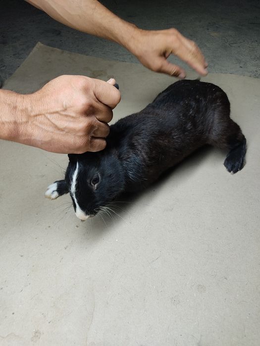 Erkak quyon sotiladi