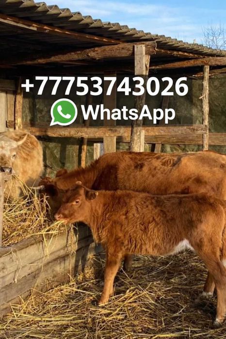 Корова с теленком