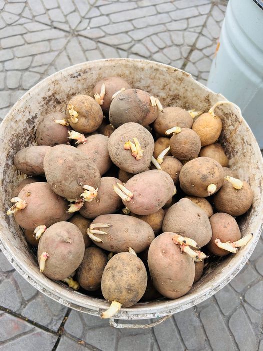 Картофель семенной