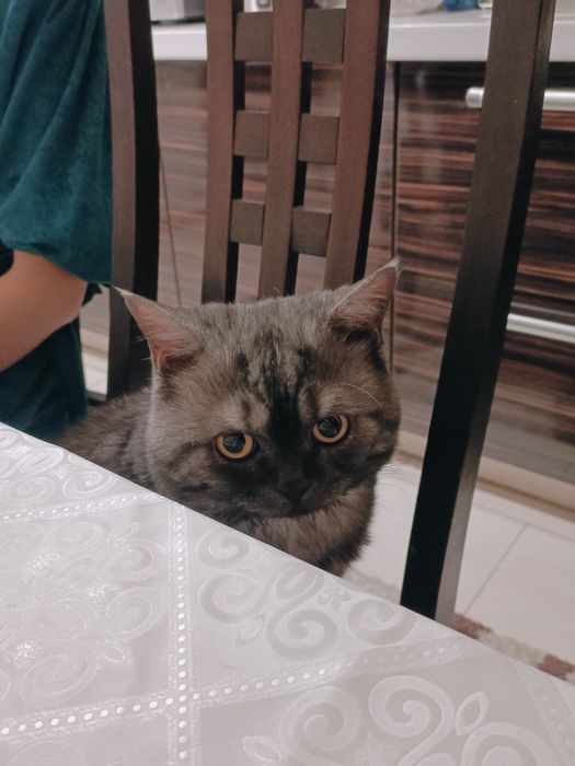 Шотландский кот ищет кошку для вязки