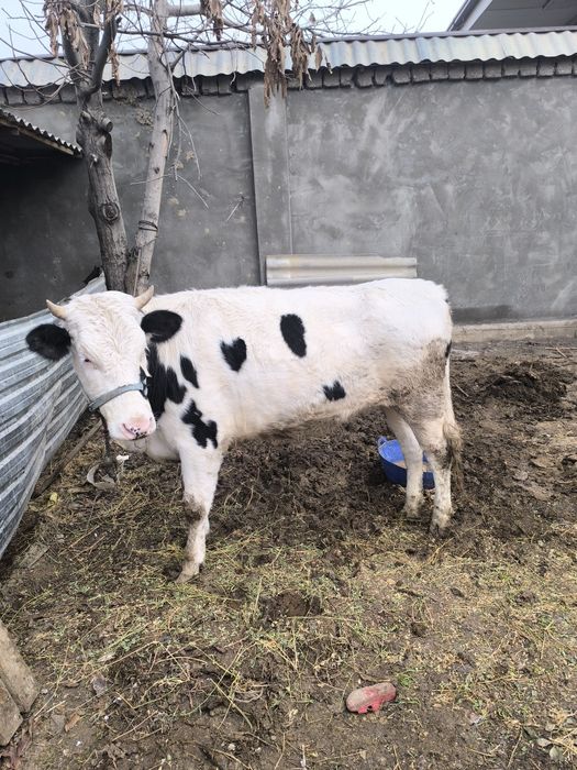 Galshteyn zotli g'unajin