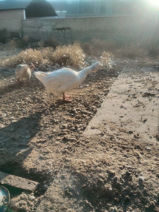 Продаеться Холмагор помесь гуси