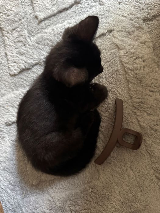 Кот, мальчик. Имя-Балерион