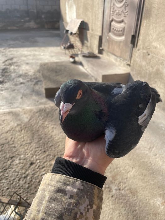 Кептерлер кармилис