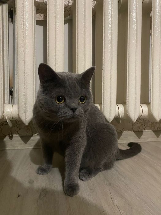 Отдам в хорошие руки