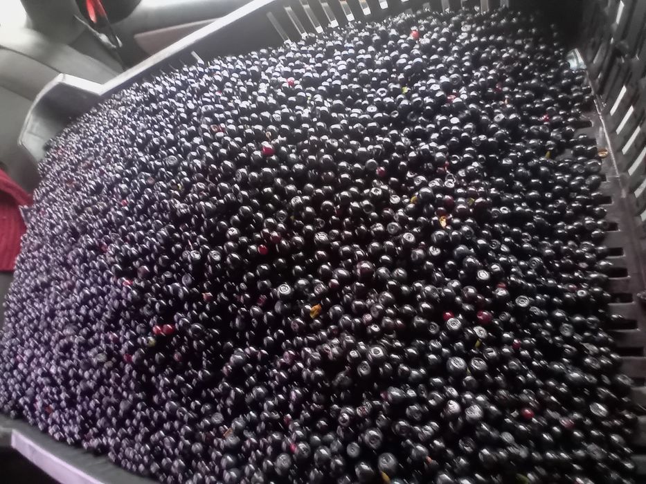 Vând afine de pădure