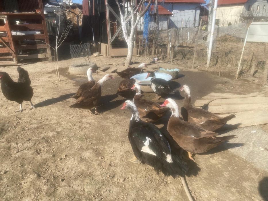 Oua rata muta ciocolatie pentru incubat Zalau • OLX.ro