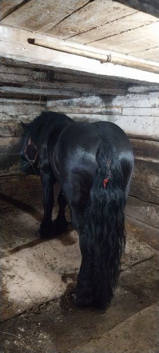 Armăsar negru pentru montă !!