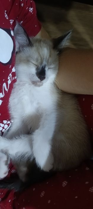 Отдаем котёнка хорошие добрые руки
