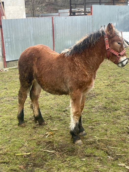 Vand o manza de 7 luni