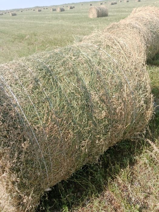 Сено люцерна жоношка урлон сатамын урлон жоношка сатамын урлон жонршка