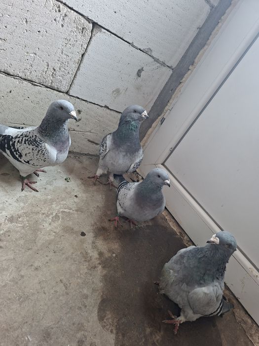 Vand porumbei standar romanesti