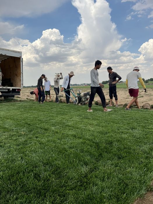 Gazon o’ptim  Abyomda bor  Kopro osela skidka bor