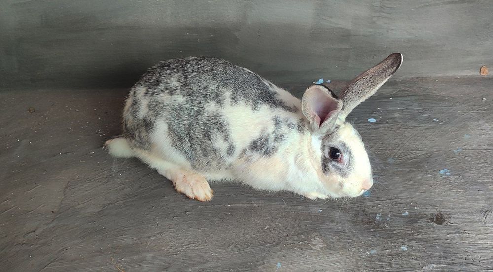 Продается кролиха, беременная!