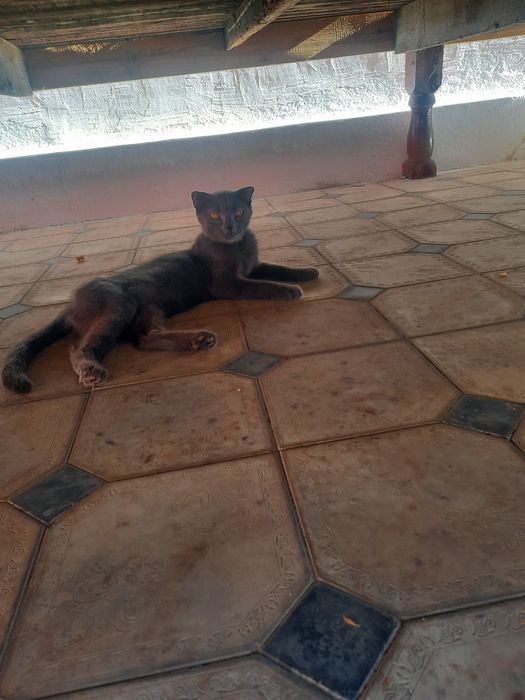 Зотдор мушуклар сотилади