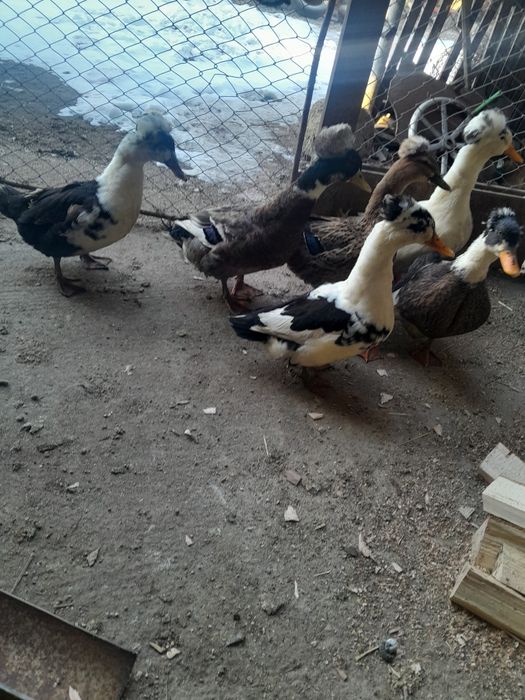 Rațe cu moț familie