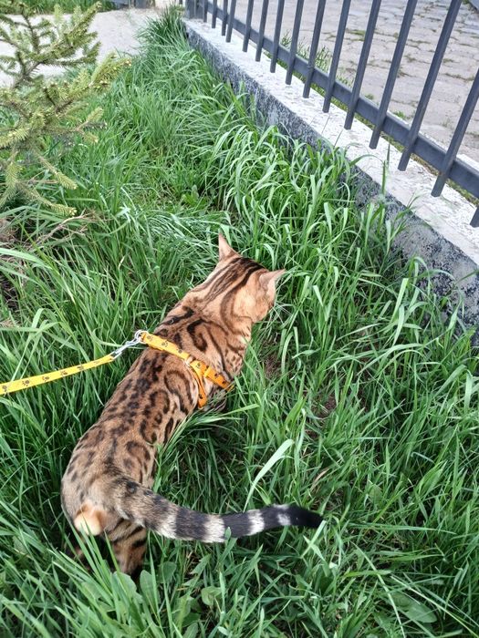 Бенгал на вязку.