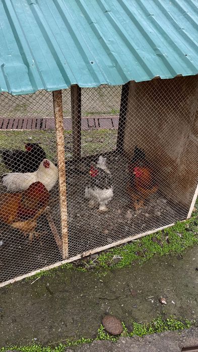 Годовалый Брама петухи