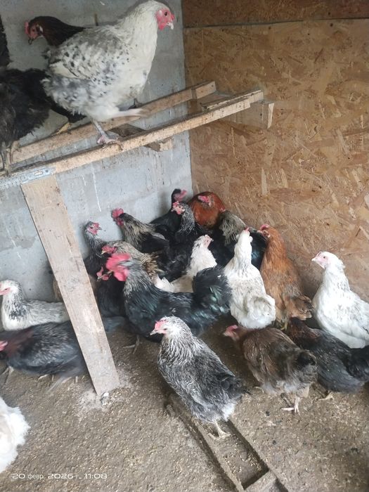 Продам петушков молодых