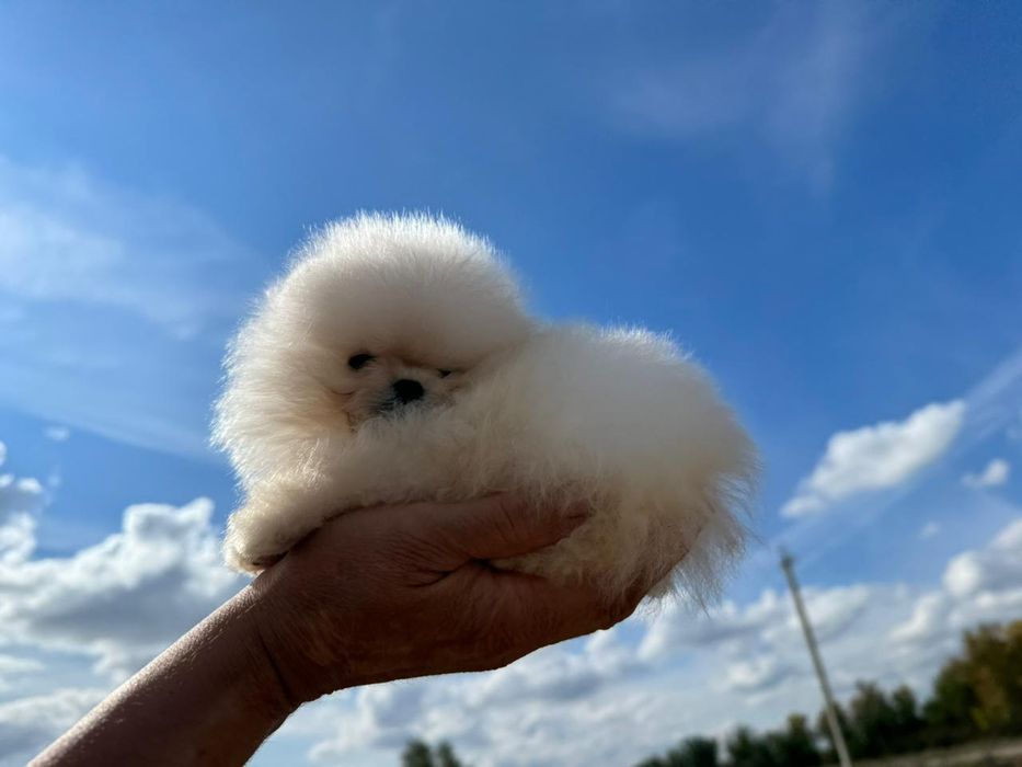 Шикарные Малыши Шпицульки