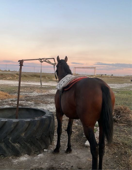 Кокпар Айғыр аяқ қолы сау