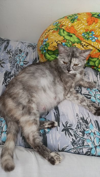 Бронь котят шотландские