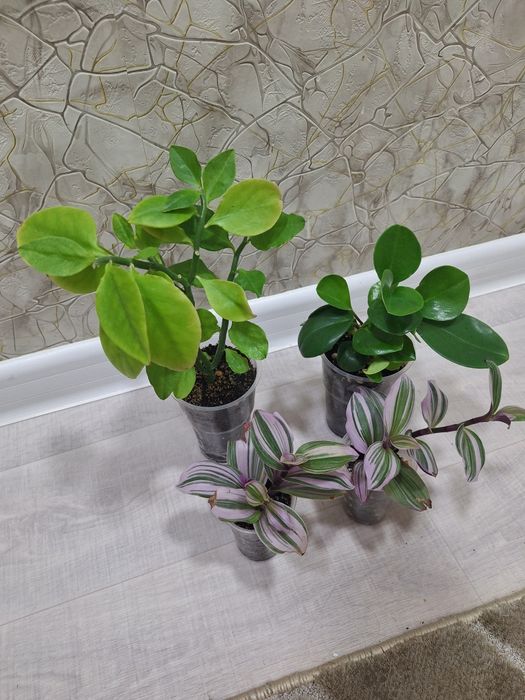 КОЛЕУС, Пеперермия итд.