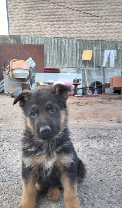 Продам щенка немецкой породы