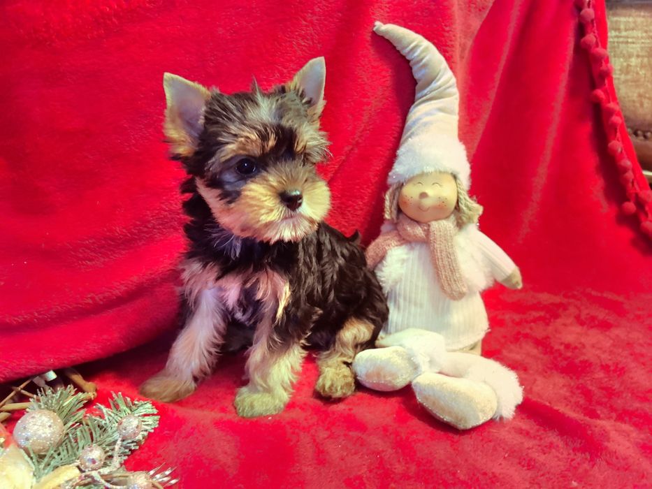 Йоркширски териер-момиче