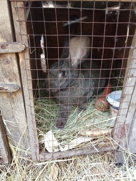Кролики в продаже
