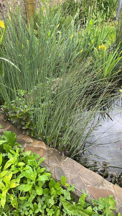 Plante de iaz iris galben, papura, pipirig, alisma