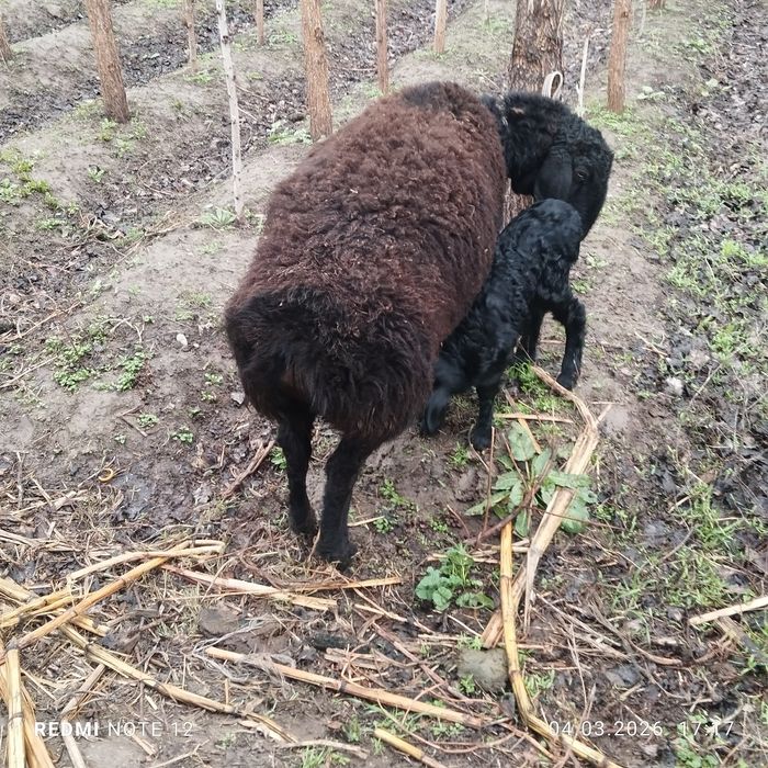 Куй ва кузилар сотилади еб ичиши зур