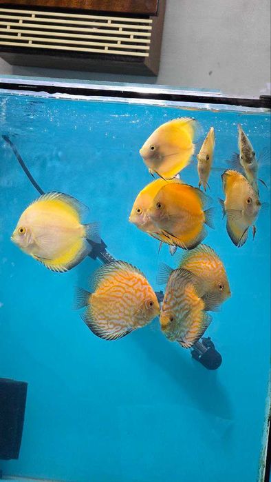 Аквариумные рыбки дискус