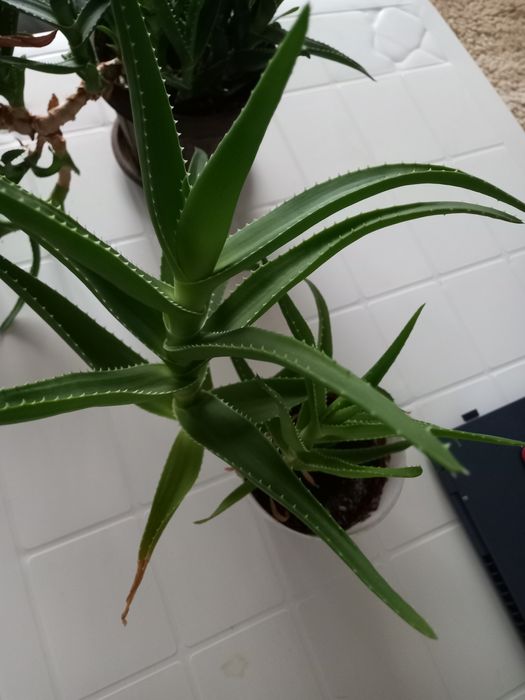 Алое в саксия различни размери