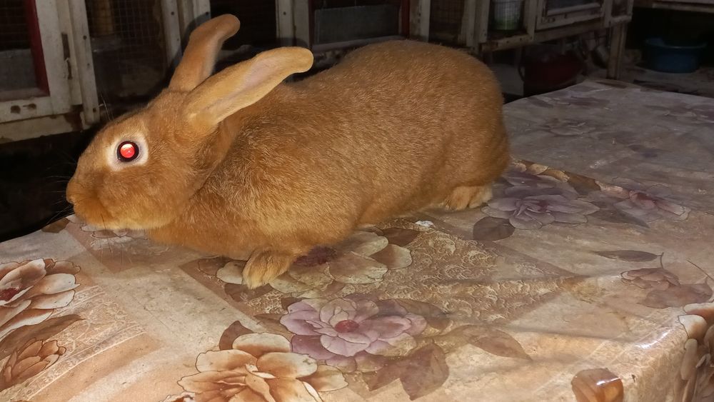 Продаётся самка Бургундия