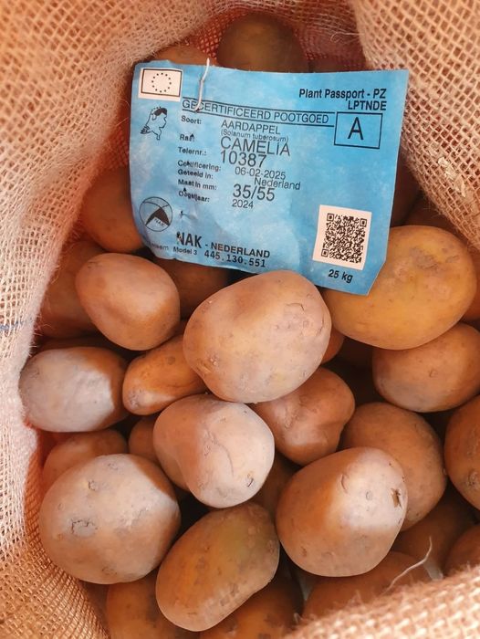 Cartofi de samanta albi și roșii de olanda 25 kg