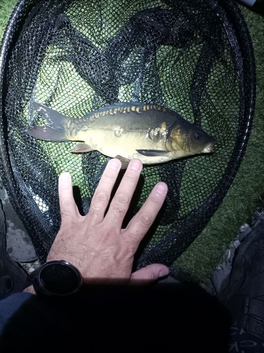 Puiet crap oglindă și Salonta peste