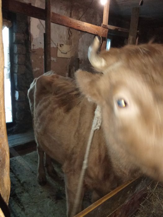 Продаётся карова маладая