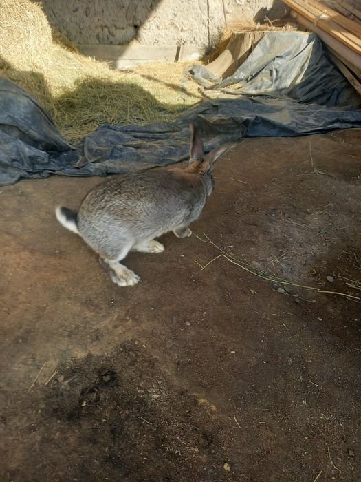 Два крала продамммм