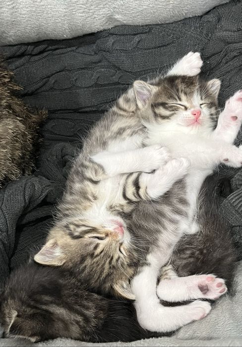 Продаются котята