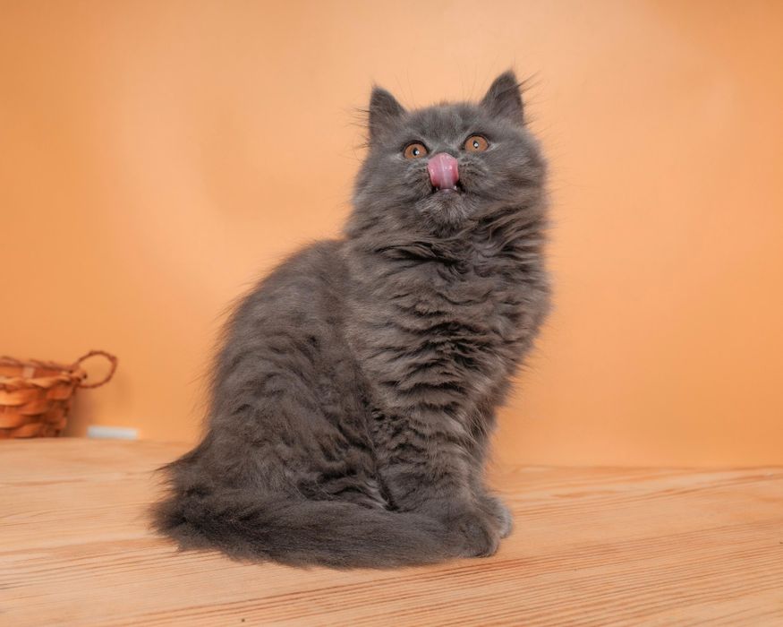 Длиношерстный британский котенок