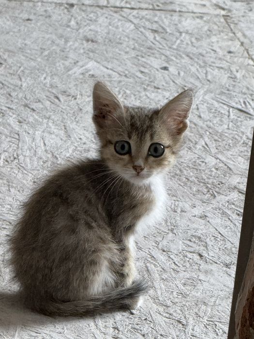 Котята ищут  дом