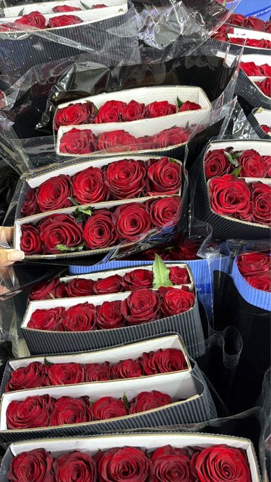 Тюльпаны розы цветы