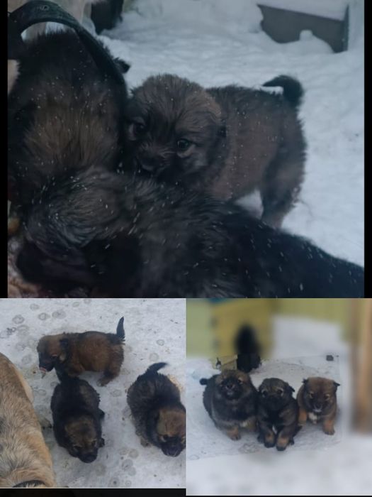 Отдам щенят в добрые руки. 2 мальчика и девочка.