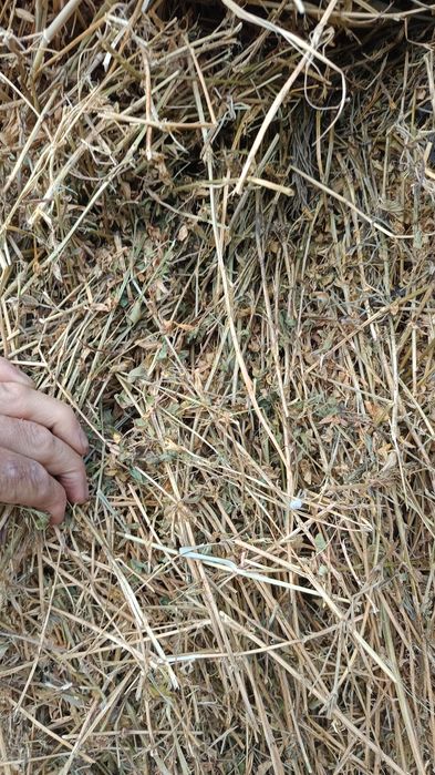 Vând baloți mari de fân și lucerna