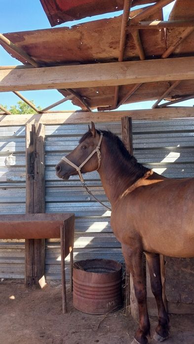 Лошадь продаю кокпарский