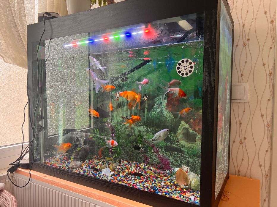 Аквариум в комплекте с рыбами
