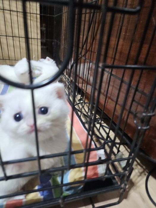 Продаются породистые котята